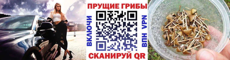 omg как зайти  дарнет шоп  Махачкала  Псилоцибиновые грибы Psilocybe 